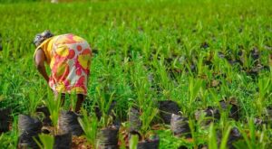 Addressing Nigeria’s broken food supply chain is crucial for poverty alleviation 