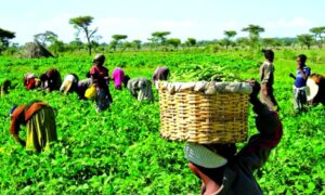 Crippling over 35 million farmers and crushing 20 years of progress 