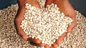 Prices of beans drop to N80,000 as Nigerian farmers record bumper harvests