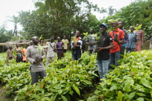 Johnvents Group supports Cocoa Farmers across 11 States with over 250,000 Cocoa Seedlings distribution to boost sustainable Cocoa farming 