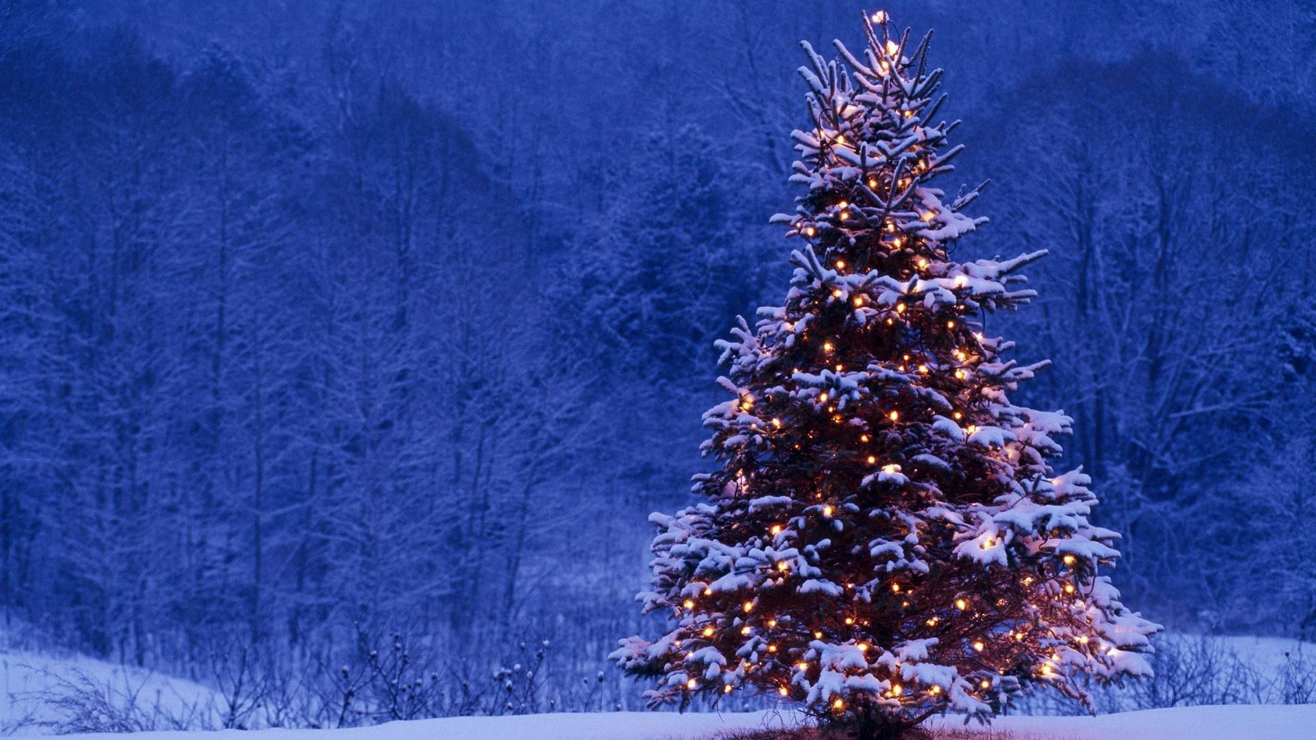 Price check: What Christmas trees really cost in Nigeria in 2025 