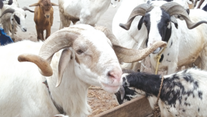 Eid-el-Kabir: Ram prices hit N1.5 million in Abuja markets amid inflation
