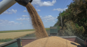 BOA, FG launch financing scheme to increase grain output to 25 million tonnes