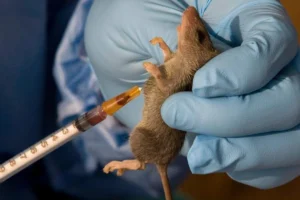 Lassa fever death toll rises to 229 as NCDC records fresh increase in cases